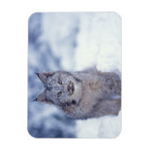 山麓のヤマネコ マグネット (縦)