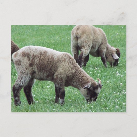 山・バーノンの羊… ポストカード (正面)
