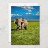 山 |山キリマンジャロ・タンザニア，アフリカ サンキューカード (正面/裏面)