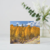 山《植物》アスペンの森in秋の色 ポストカード (スタンド正面)