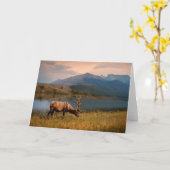 山 | Jacques Mountain Range Alberta Canada カード (黄色い花)