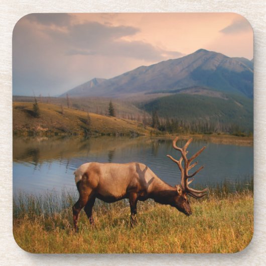 山 | Jacques Mountain Range Alberta Canada コースター (正面)