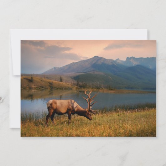 山 | Jacques Mountain Range Alberta Canada サンキューカード (正面)