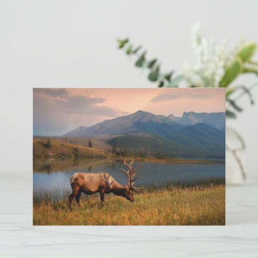 山 | Jacques Mountain Range Alberta Canada サンキューカード (スタンド正面)