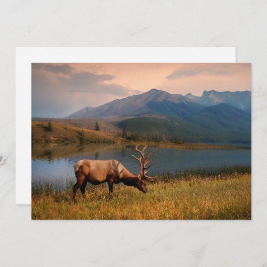 山 | Jacques Mountain Range Alberta Canada サンキューカード (正面/裏面)