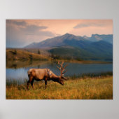 山 | Jacques Mountain Range Alberta Canada ポスター (正面)