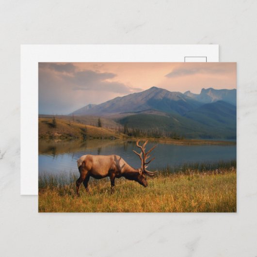 山 | Jacques Mountain Range Alberta Canada ポストカード (正面/裏面)