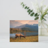 山 | Jacques Mountain Range Alberta Canada ポストカード (スタンド正面)