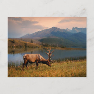 山 Jacques Mountain Range Alberta Canada ポストカード