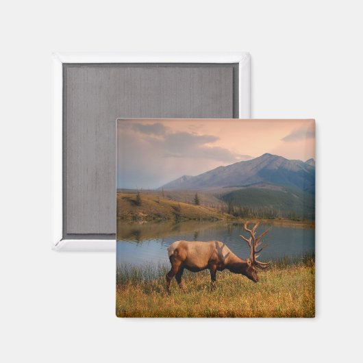 山 | Jacques Mountain Range Alberta Canada マグネット (正面/裏面)