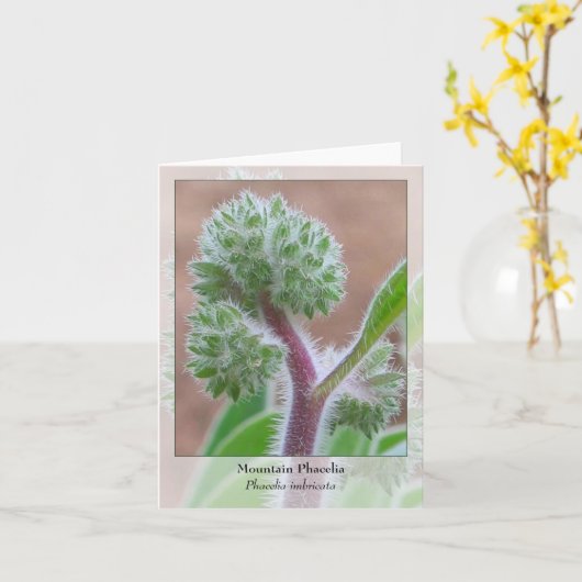 山Phacelia -原産のNotecard カード (黄色い花)