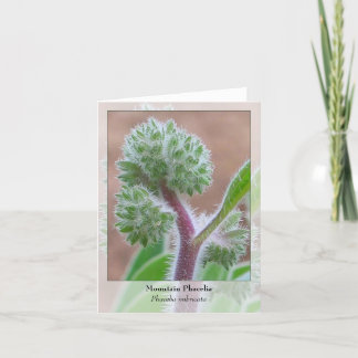 山Phacelia -原産のNotecard カード