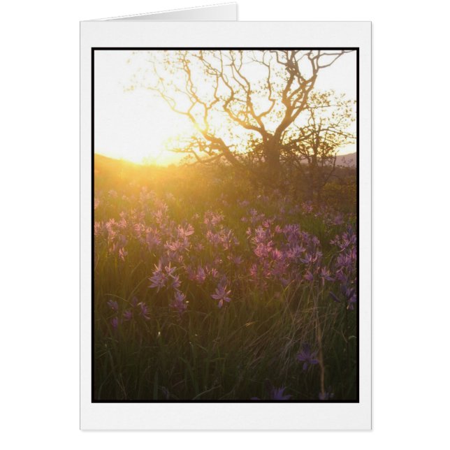 山TolmieおよびCamasの日曜日の設定 (正面)