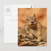 岩おもしろいの上に横たわるチムンク ポストカード (正面/裏面)