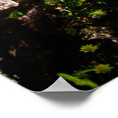 岩に囲まれた開花の白いデイジー ポスター (角)