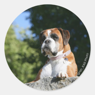 . .岩に寝そべるボクサーの犬 ラウンドシール