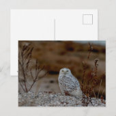 岩に座る雪フクロウ ポストカード (正面/裏面)