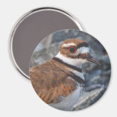 岩に棲むキラーズショアバードのクローズ マグネット (正面/裏面)