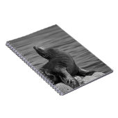 岩に覆われたアシカ – 野生生物写真 ノートブック (右側)