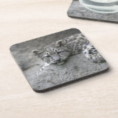 岩に覆われた4カ月のユキヒョウの仔 コースター (左側)