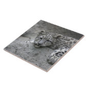 岩に覆われた4カ月のユキヒョウの仔 タイル (側面)