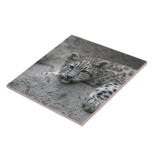 岩に覆われた4カ月のユキヒョウの仔 タイル (側面)