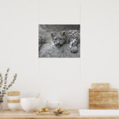 岩に覆われた4カ月のユキヒョウの仔 ポスター (キッチン)