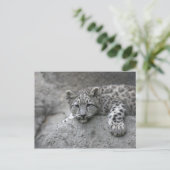 岩に覆われた4カ月のユキヒョウの仔 ポストカード (スタンド正面)