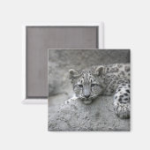 岩に覆われた4カ月のユキヒョウの仔 マグネット (正面/裏面)