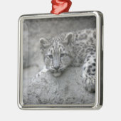 岩に覆われた4カ月のユキヒョウの仔 メタルオーナメント (左)