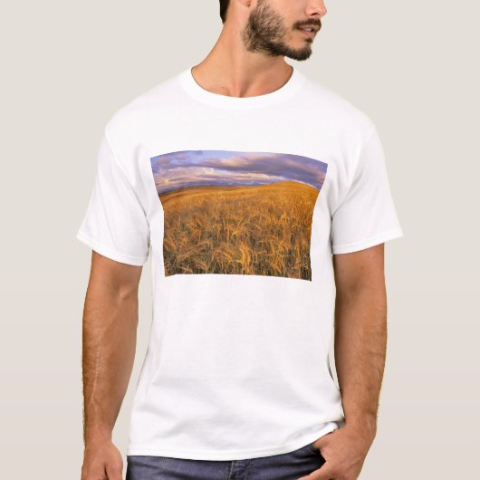 岩のそばの成熟した大麦の畑 Tシャツ (正面)