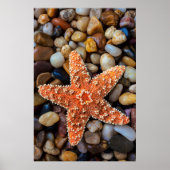 岩のヒトデ ポスター (正面)