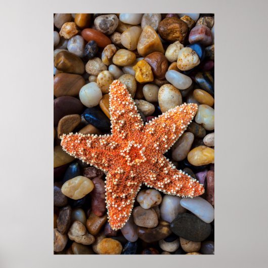 岩のヒトデ ポスター (正面)