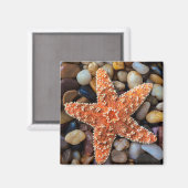 岩のヒトデ マグネット (正面/裏面)