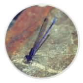 岩の上でポーズをとる紫のダンセルフライ  セラミックノブ (正面)