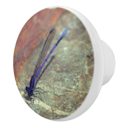 岩の上でポーズをとる紫のダンセルフライ  セラミックノブ (右)