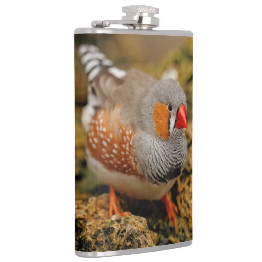 岩の上で可愛いゼブラフィンチソンバード フラスク (右)