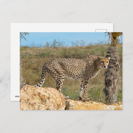 岩の上にアフリカのチーター シーズンポストカード (正面/裏面)