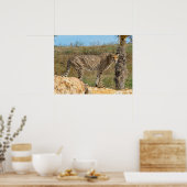 岩の上にアフリカのチーター ポスター (キッチン)