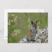 岩の上に丸々とかわいらしいチムンク ポストカード (正面/裏面)