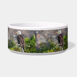 岩の上に座っているハゲのワシ ボウル