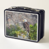 岩の上に座っているハゲのワシ メタルランチボックス (裏面)