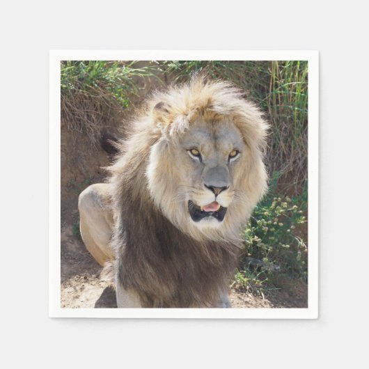 岩の上に座っているライオン スタンダードカクテルナプキン (正面)