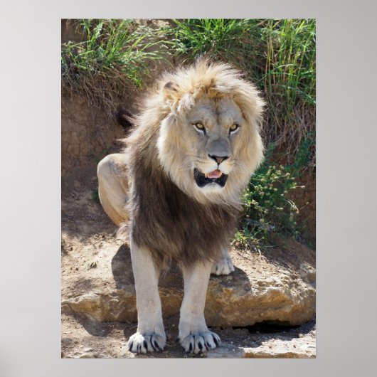 岩の上に座っているライオン ポスター (正面)