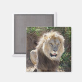 岩の上に座っているライオン マグネット (正面/裏面)