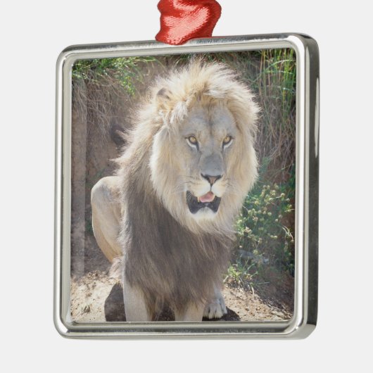 岩の上に座っているライオン メタルオーナメント (左)
