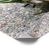 岩の上に座っている水牛の自然 ポスター (角)