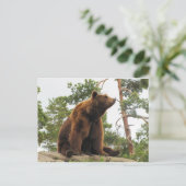 岩の上に座っている熊 ポストカード (スタンド正面)