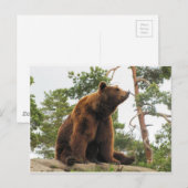 岩の上に座っている熊 ポストカード (正面/裏面)