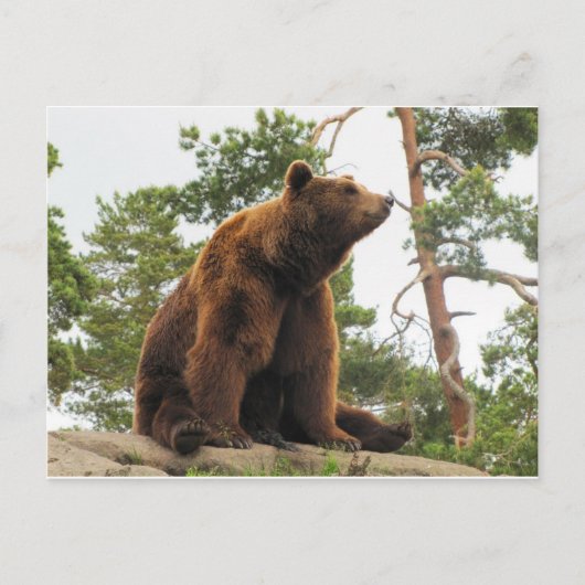 岩の上に座っている熊 ポストカード (正面)